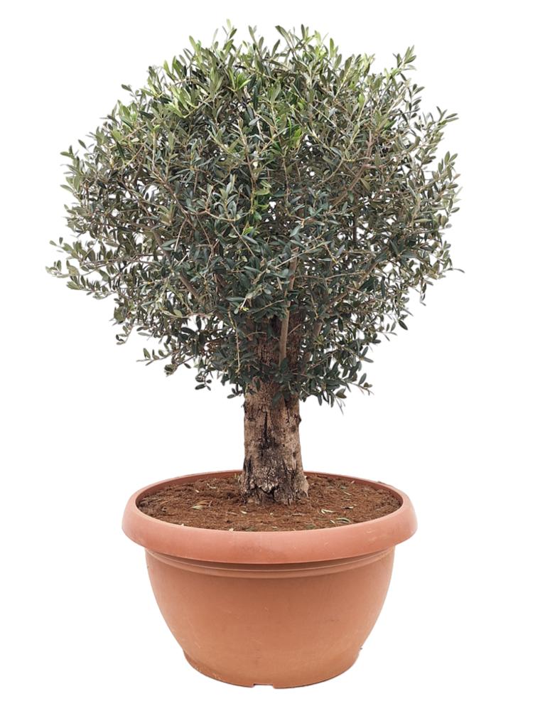 Oliventr Ca R Gammel Olea Europaea Cm Potte Plantorama