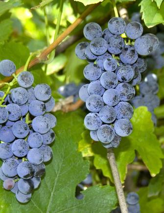 Kerneløs blå vindrue, Vitis vin' L. potte, 80+cm. | Plantorama
