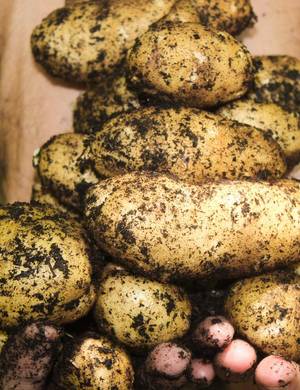 kartofler | Alt du skal vide om dyrkning af kartofler |