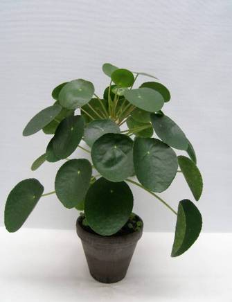 Kinesisk pengeplante, Pilea peperomioides Ø17 cm potte