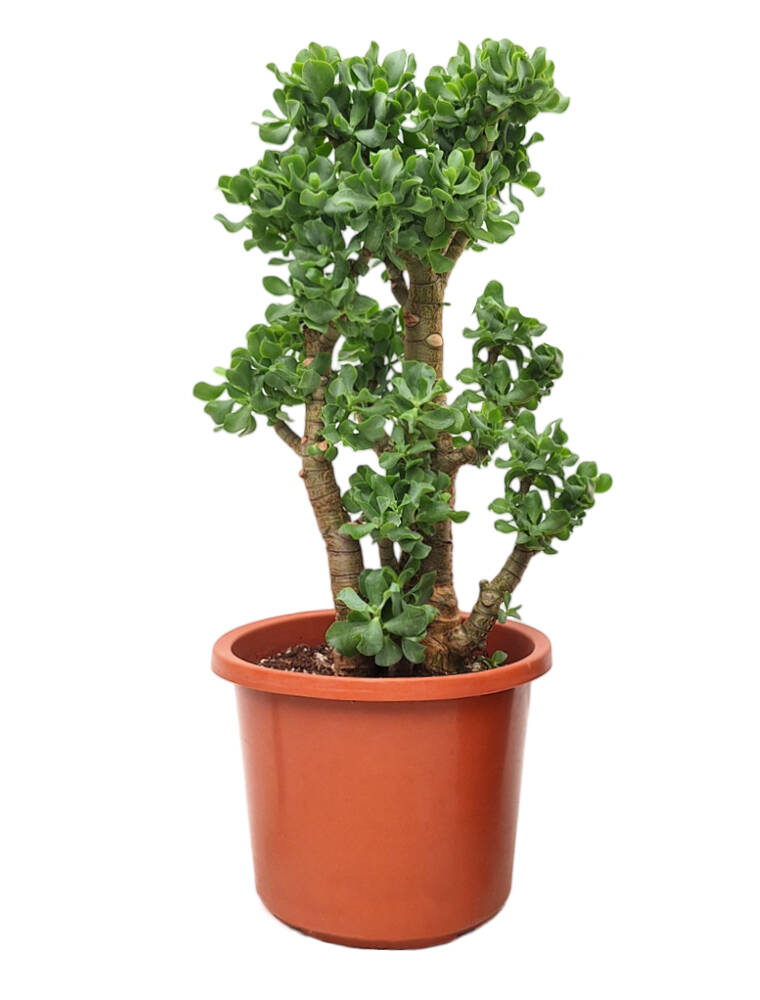 Pengetræ, Crassula arborescens 'Curly', Ø30 cm potte | Plantorama