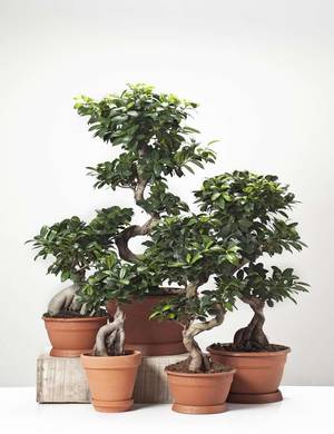 Ficus Ginseng | Sådan plejer Ginsing | Plantorama