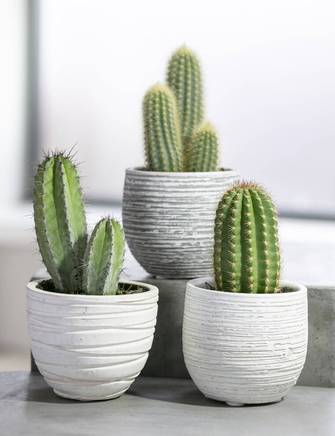 Kaktus, Ø13 cm. potte