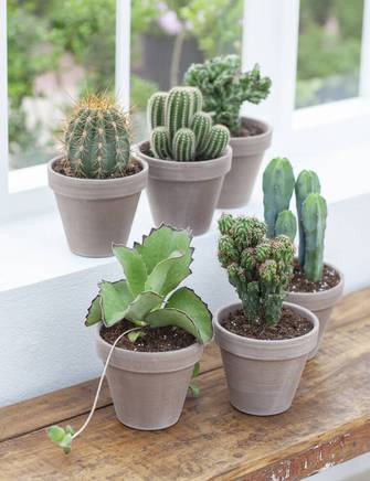 Cactus, Ø17 cm.