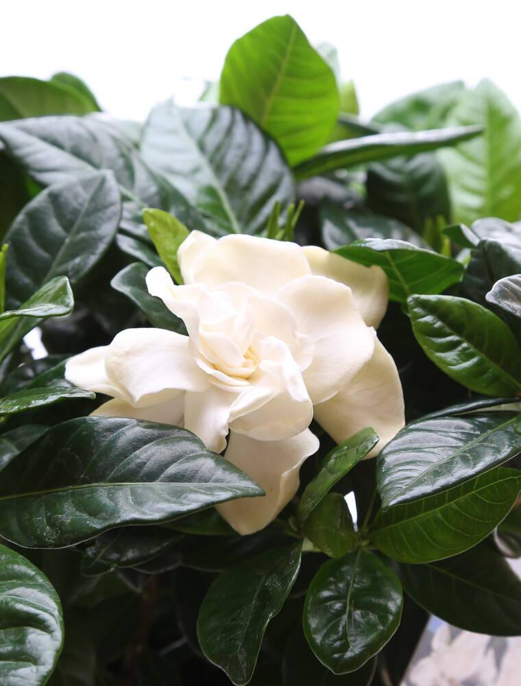 Gardenia, Gardenia jasminoides, Ø13 potte | Plantorama