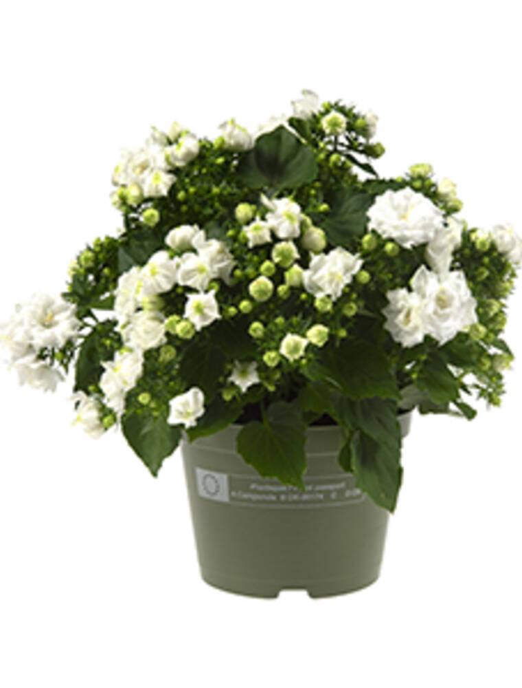White Like mee ®, Campanulahybrid, Ø10,5 cm potte Plantorama