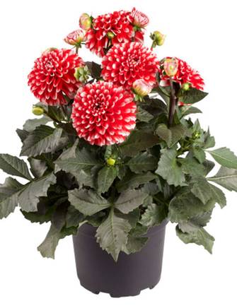 Krukke rød, Dahlia-hybrid, potte