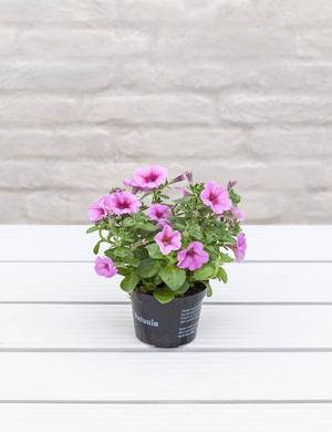 vaskepulver friktion garage Petunia | Sådan planter og passer du petunia i haven | Plantorama