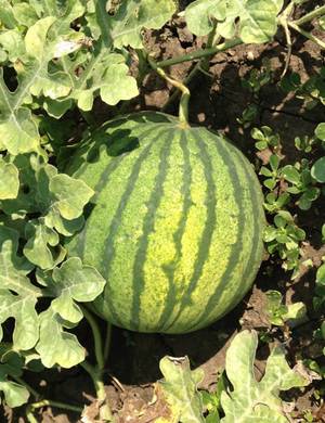 Melonplanter | Sådan dyrker du i drivhus | Plantorama