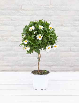 Marguerit opstammet, Argyranthemum, Ø19 cm