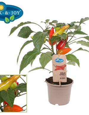 kvalitet frø pille Chiliplanter | Lær hvordan du dyrker chiliplanter selv | Plantorama