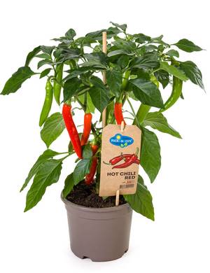 kvalitet frø pille Chiliplanter | Lær hvordan du dyrker chiliplanter selv | Plantorama