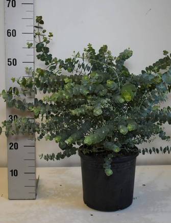 Eucalyptus, 'Silver Dollar', Ø22 cm potte