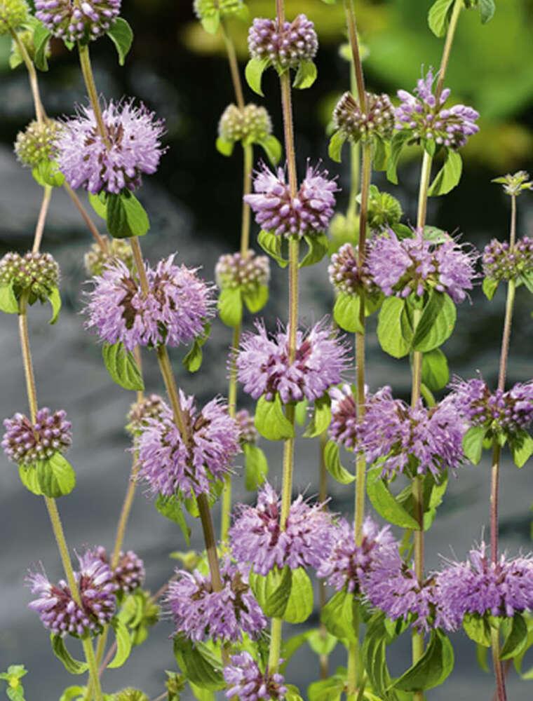 Engelsk vandmynte, B, Preslia cervina, 9 cm potte Plantorama