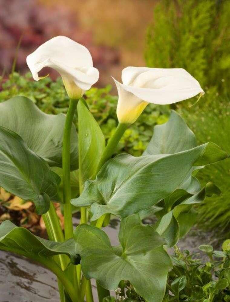 Calla Blomst () Calla Blomst