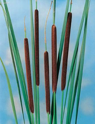 dunhammer, A, Typha angustifolia, 9 potte