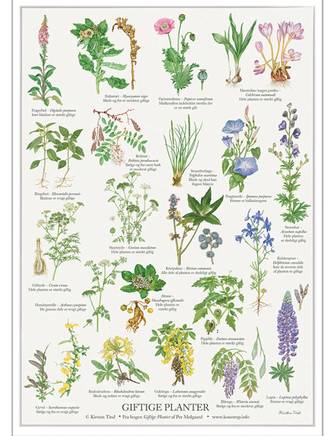 Plakat "Giftige planter" A2 cm